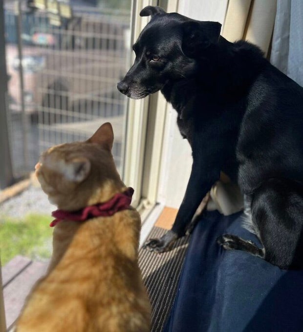 まったりするはなちゃん、虎吉くん