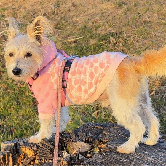 夕日を浴びながら散歩する犬