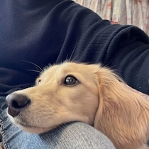 考えてもみなかったことが犬とってはNGだった！？犬がイヤなこと4つ