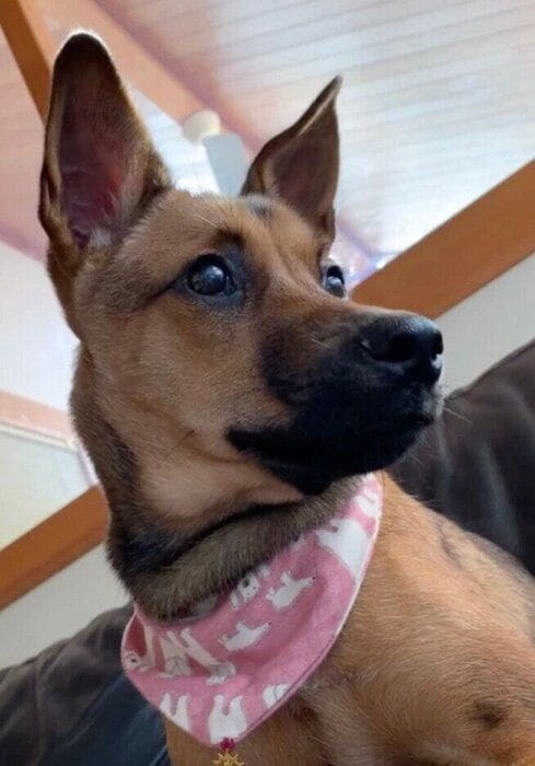 生後6カ月ごろのハロちゃん