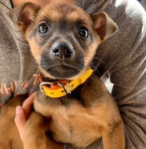 譲渡会で出会った野犬の子犬が5才に　感情表現豊かに育った姿に「愛おしさが倍増」