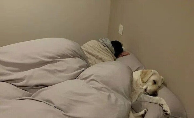 飼い主さんの寝る場所を奪うれもんちゃん