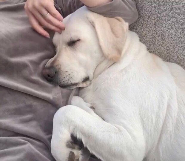 起きる様子がないれもんちゃん