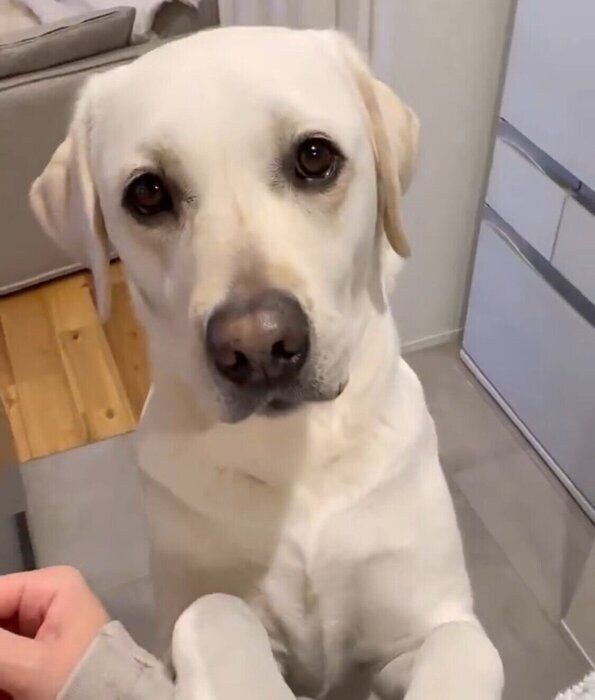 見つめるれもんちゃん