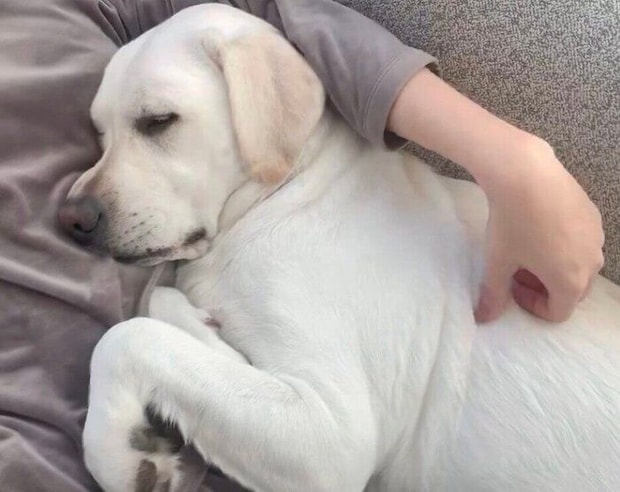 熟睡するれもんちゃん