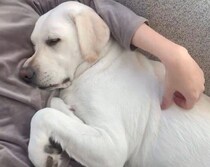 32kgのラブラドールが飼い主に密着して熟睡！　“人を信頼して眠る無防備な姿”に反響