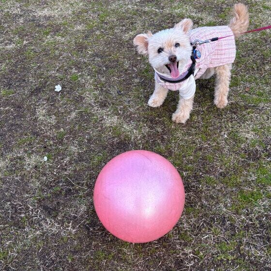 15才のシニア犬、大きなボールで楽しむ姿にほっこり!