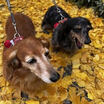 愛犬の“健康長寿”のために大切な「運動」とは？　毎日の暮らしに取り入れるポイントを解説