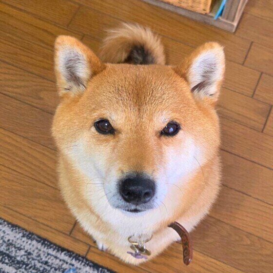 おやつ待ちの柴犬