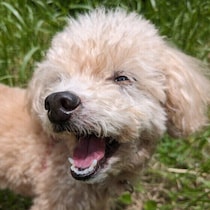 愛犬に寄り添った考え方・行動とは？愛犬とさらにパートナーシップを深めるコツ