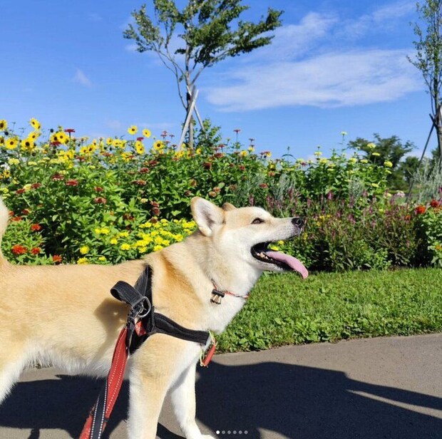 散歩を楽しむ咲季ちゃん