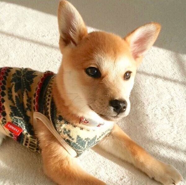 家に迎えたばかりのころの咲季ちゃん