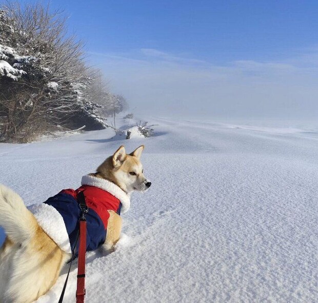 雪の中を散歩する咲季ちゃん