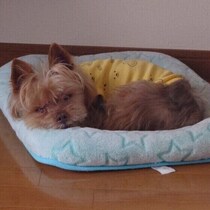 愛犬の健康寿命のために！「生活環境」で考えたい6つのポイントを解説