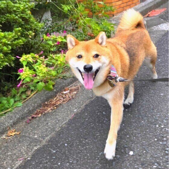 笑顔で散歩する柴犬