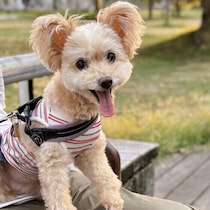 愛犬との「パートナーシップ」が崩れることも？　日常で注意しておきたいポイントを解説