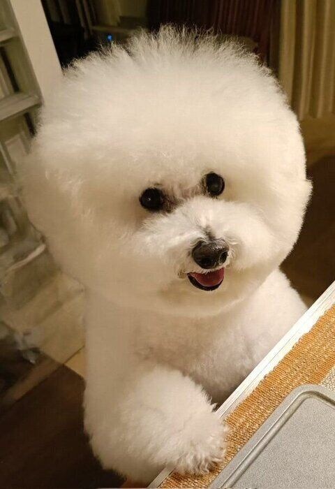 キラキラした表情のノンノちゃん　安心して暮らしている様子が伝わってくる