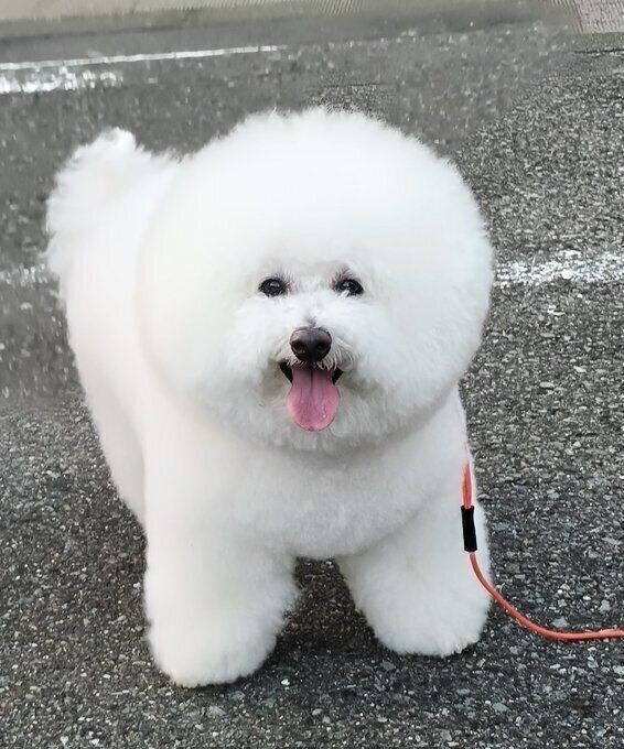 散歩中のひとコマ　キレイにカットされた被毛がかわいらしい