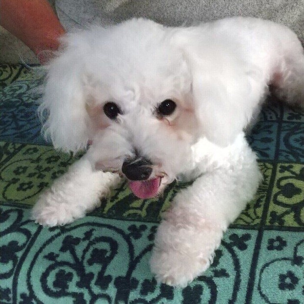 お迎えした日のノンノちゃんの様子