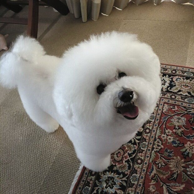 愛犬のノンノちゃん　ニコニコの表情がかわいらしい