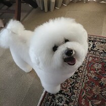 「極度の寂しがり屋」だった元保護犬のビション・フリーゼ→焦らずゆっくり向き合い、愛情を注ぎ続けた現在の姿に心を打たれる