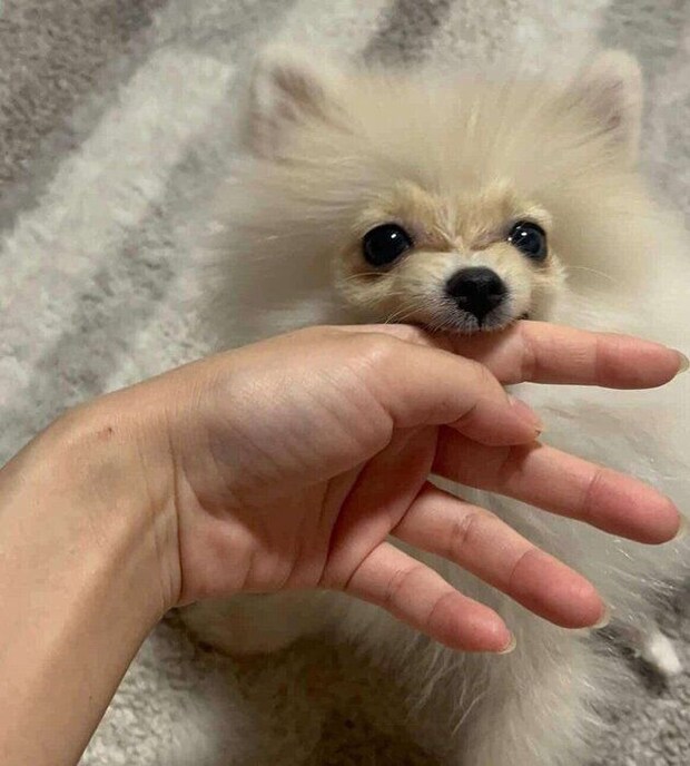 お迎えしたばかりのころのめろちゃん