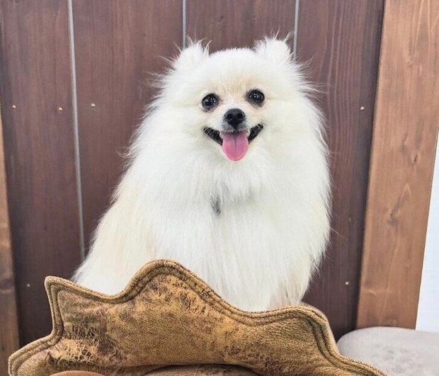 成長しためろちゃん