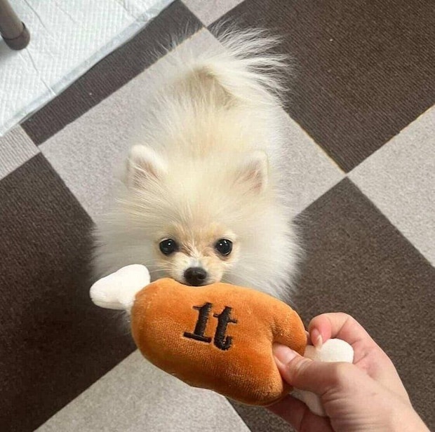 お迎えしたばかりのころのめろちゃん