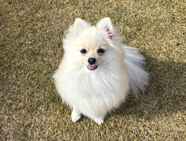 庭で楽しそうなめろちゃん