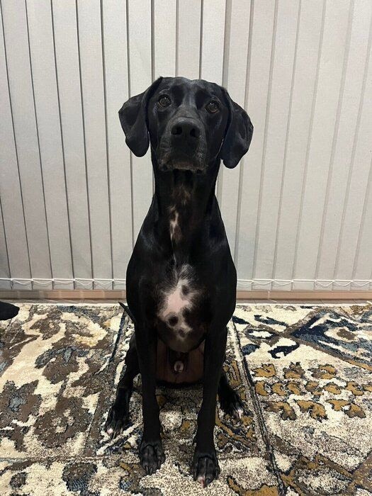 SOLくんのふだんの様子　表情は子犬時代の愛らしさが残っている