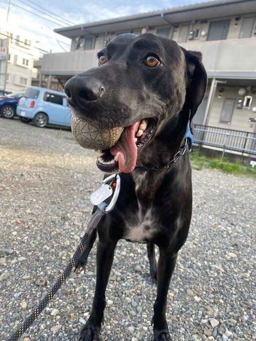 SOLくんは「ボール遊びがとにかく大好き」なのだとか