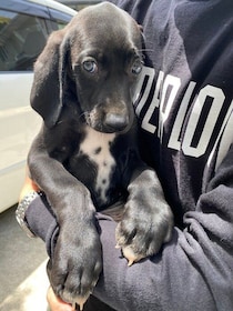 あどけない表情だった子犬がぐんと大きく成長！ 「頑強な見た目とは裏腹なかわいらしい一面」をもつ家族の“ムードメーカー”に！