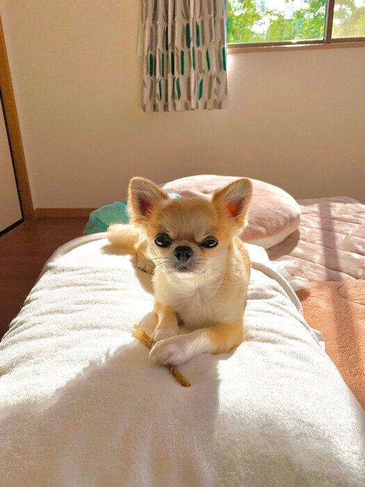 話を聞いてくれるかのようなたろ丸くん