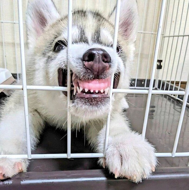 ケージをかじるテラちゃん