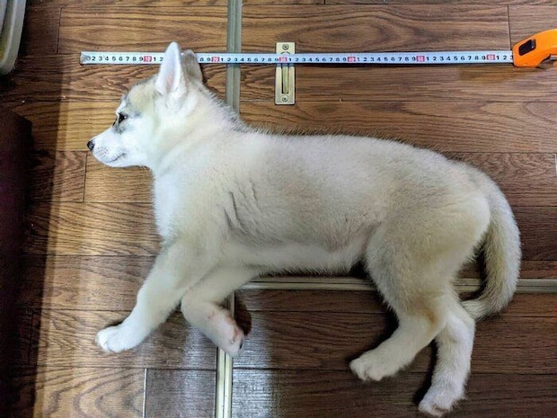 メジャーで体の大きさを測られているテラちゃん