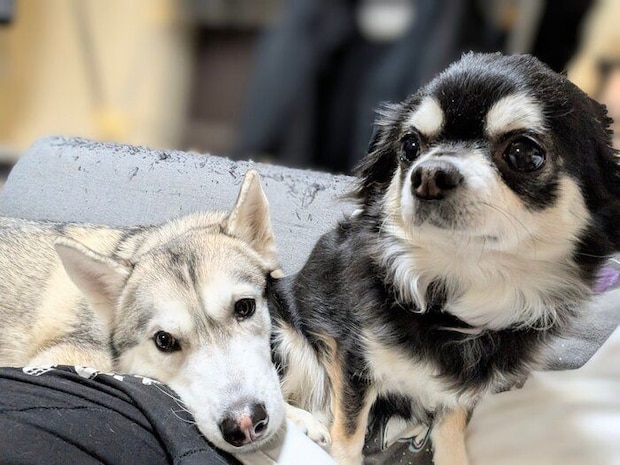 まったりするテラちゃん、マロンちゃん