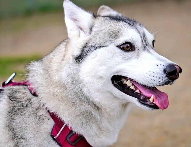 横顔が美しいテラちゃん