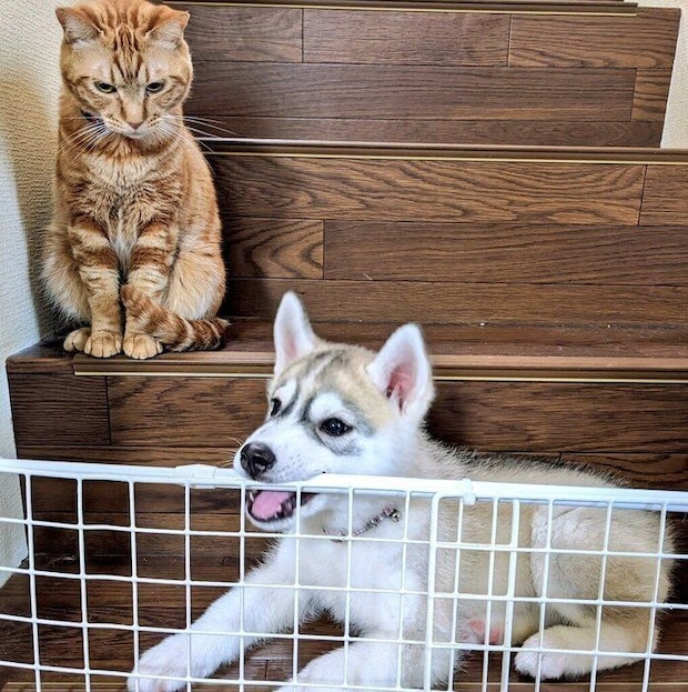 子犬時代のテラちゃん