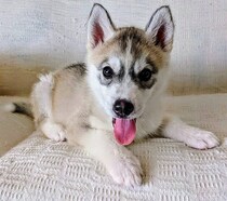 “天使”のように可愛かった生後2カ月のハスキー子犬→3才の今、飼い主にとって「最高の友達」へ
