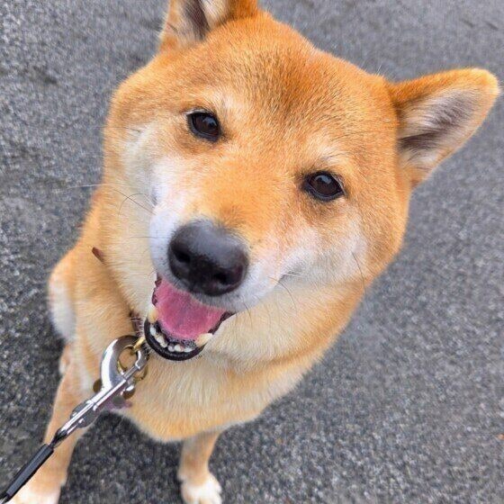 笑顔でマテをする柴犬