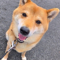 犬は離れていても会えば自分の母犬や子犬のことがわかるってホント？犬の生態の疑問にお答え！