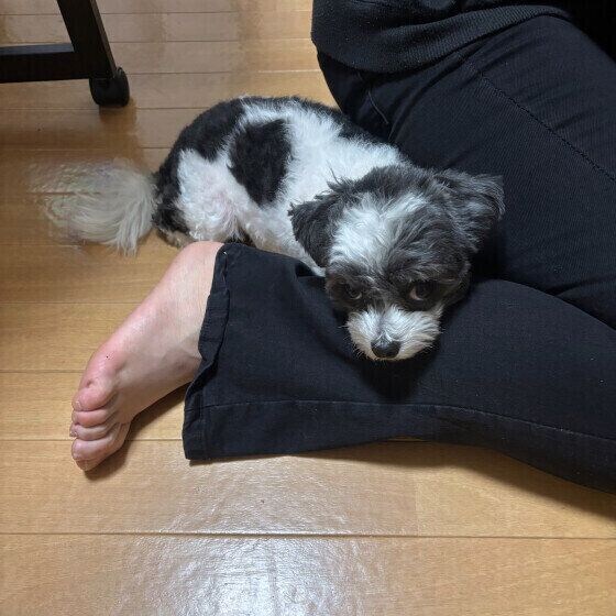 お姉さんの足にべったりするミックス犬