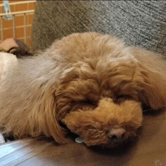 落ちているトイ・プードル