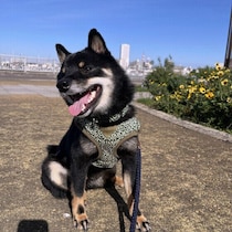 犬は飼い主さんの前で演技するってホント？　犬にまつわるウソ・ホントについて専門家が解説！