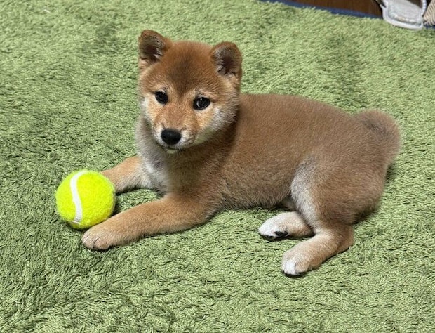 お迎えしたころのうめちゃん