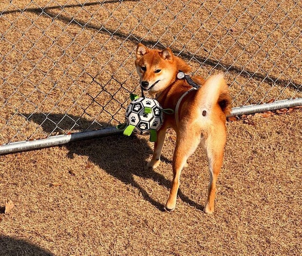 楽しそうなうめちゃん