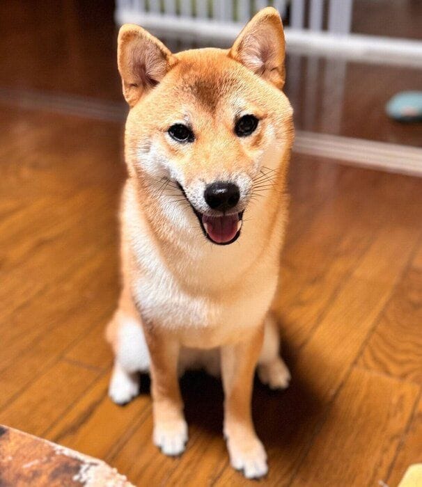 ニコッとするうめちゃん