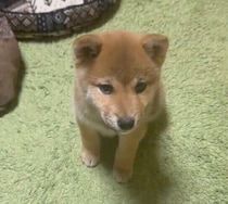 お迎え初日にオスワリを成功させた柴の子犬が、もうすぐ1才に！　愛らしいコに成長中