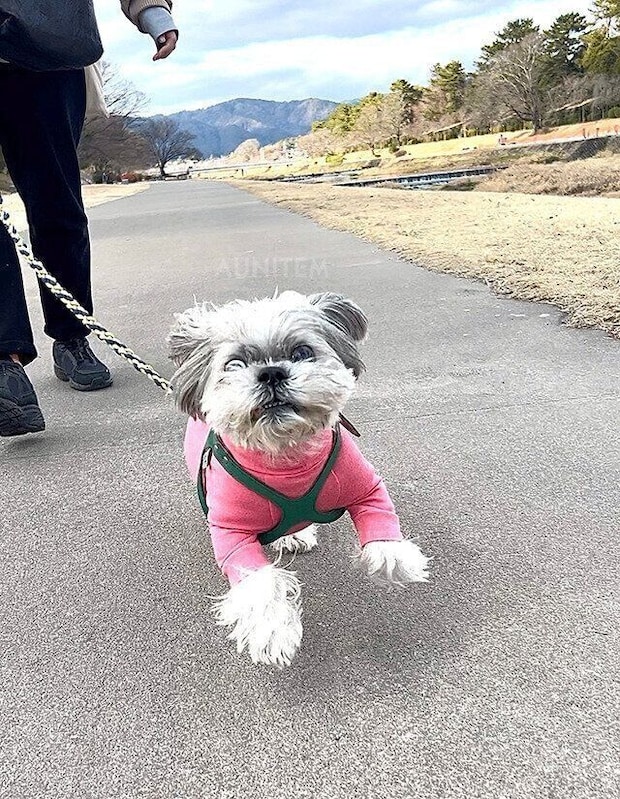 シーズー犬マンガてんぽshihtzu