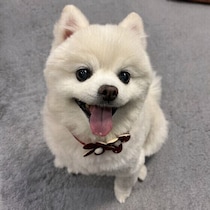 シニア犬のいつもと違う様子は老化のサイン？ 老犬でみられやすい行動の変化とは